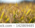 Harvesting rice 142869485