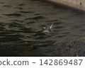 A Common Sandpiper in Flight 142869487