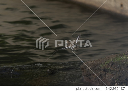 A Common Sandpiper in Flight A Common Sandpiper in Flight 142869487