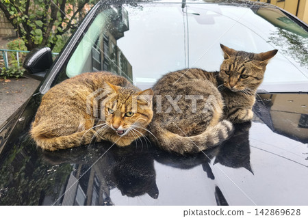 Two stray tabby cats resting together on the hood of a black car in an urban neighborhood, showing companionship, resilience, and the everyday life of homeless animals Two stray tabby cats resting together on the hood of a black car in an urban neighborhood, showing companionship, resilience, and the everyday life of homeless animals 142869628
