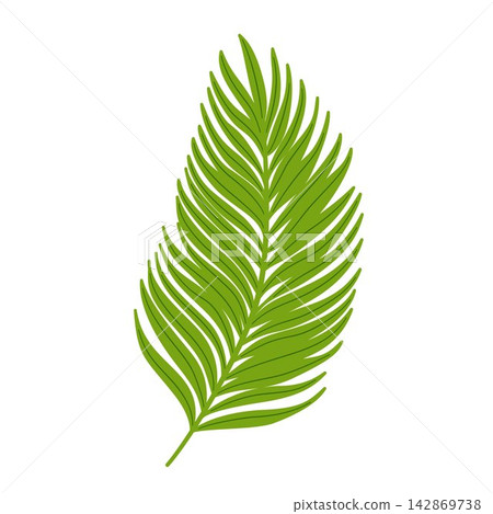 Vector illustration of a tropical palm leaf. Hand drawn exotic botanical branch element in green color for logo design, summer card, and icon. Vector illustration of a tropical palm leaf. Hand drawn exotic botanical branch element in green color for logo design, summer card, and icon. 142869738