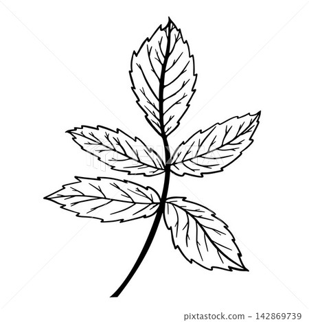 Vector line art illustration of a leaf branch. Black outline botanical element for cosmetic packaging, medicine label, tattoo, card, and coloring book. Vector line art illustration of a leaf branch. Black outline botanical element for cosmetic packaging, medicine label, tattoo, card, and coloring book. 142869739