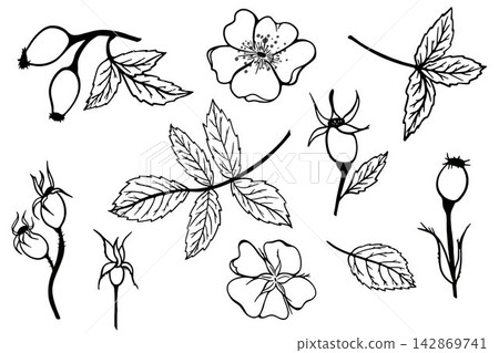 Minimal vector set of rose hip branches, leaves, flowers, buds and berries in elegant line art style. Botanical elements for branding, packaging, stationery and print. 142869741