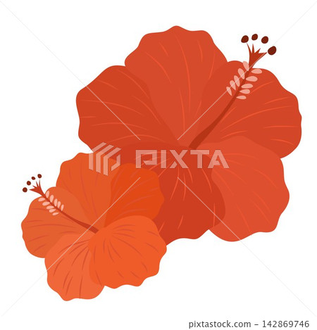 Vector illustration of two exotic hibiscus flowers. Tropical floral element in red and orange colors for summer card, sticker, and logo design. Vector illustration of two exotic hibiscus flowers. Tropical floral element in red and orange colors for summer card, sticker, and logo design. 142869746