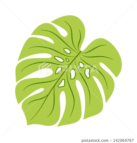 Vector illustration of a vibrant green monstera leaf on white background. Tropical plant icon for summer design, logo, print, and natural decor. Vector illustration of a vibrant green monstera leaf on white background. Tropical plant icon for summer design, logo, print, and natural decor. 142869767