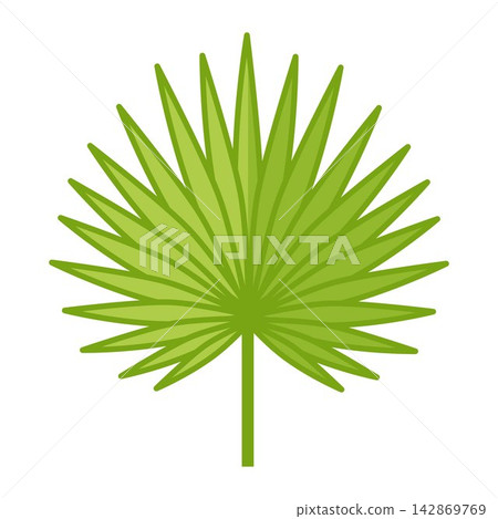 Vector illustration of a single green tropical fan palm leaf. Isolated botanical element for summer design, eco branding, party card, and packaging. Vector illustration of a single green tropical fan palm leaf. Isolated botanical element for summer design, eco branding, party card, and packaging. 142869769
