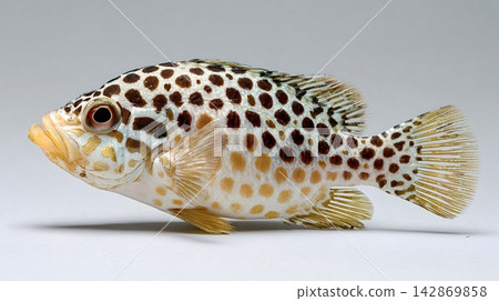 Leopard grouper fish swimming in a studio setup Leopard grouper fish swimming in a studio setup 142869858