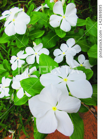 花壇裡盛開著美麗的長春花。 142869895