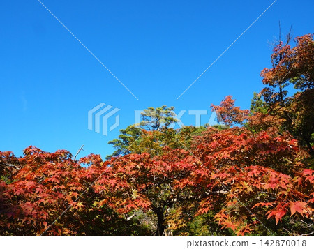 秋葉映襯藍天 - 秋季背景素材 - 彌彥公園 - 留白 秋葉映襯藍天 - 秋季背景素材 - 彌彥公園 - 留白 142870018