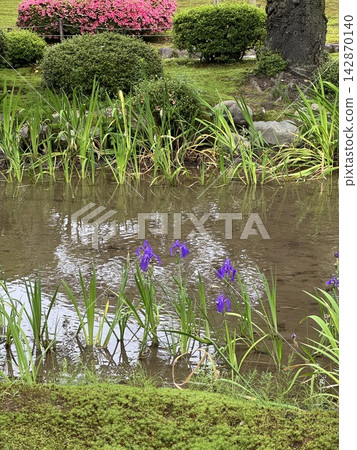 池塘水面上盛開的花朵 池塘水面上盛開的花朵 142870140