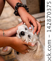 Hands Holding A Small White Dog In A Tender Moment 142870375