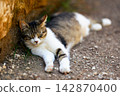 Peaceful Cat Lounging In The Shade 142870400