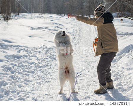 Young woman walking with fluffy samoyed dog in snowy winter park. Young woman walking with fluffy samoyed dog in snowy winter park. 142870514