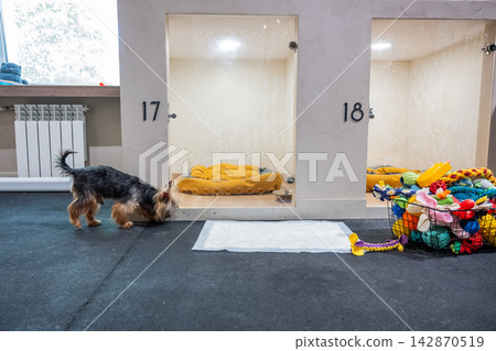 A Yorkshire Terrier in a veterinary clinic's daycare center. A Yorkshire Terrier in a veterinary clinic's daycare center. 142870519