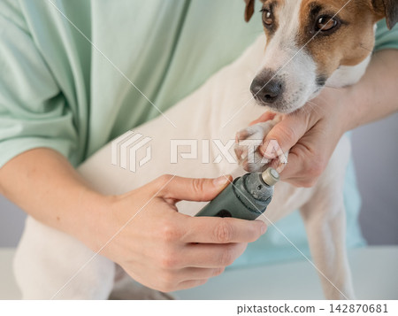 A Jack Russell Terrier getting his nails filed with a grinder at a grooming salon. A Jack Russell Terrier getting his nails filed with a grinder at a grooming salon. 142870681