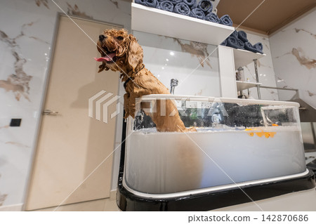 A cute poodle takes a bath in a grooming salon. A cute poodle takes a bath in a grooming salon. 142870686