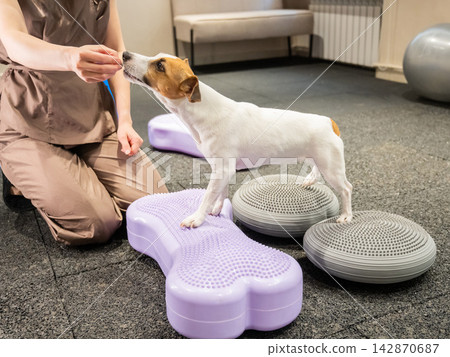 A Jack Russell Terrier dog in a balance training session. A Jack Russell Terrier dog in a balance training session. 142870687