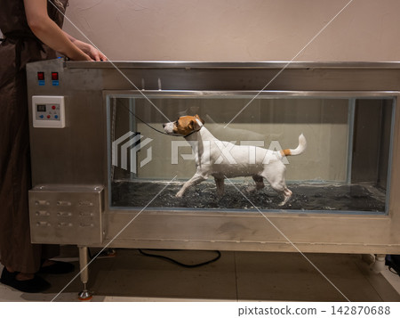 A Jack Russell Terrier walks on a treadmill in the water. Animal rehabilitation. A Jack Russell Terrier walks on a treadmill in the water. Animal rehabilitation. 142870688