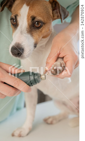 A Jack Russell Terrier getting his nails filed with a grinder at a grooming salon. A Jack Russell Terrier getting his nails filed with a grinder at a grooming salon. 142870914