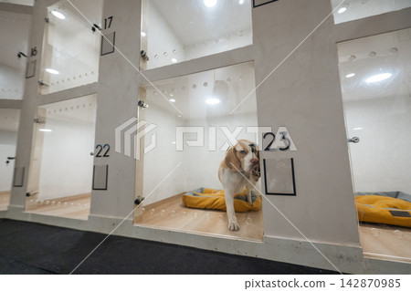 A pet hotel. A beagle in a kennel at a veterinary clinic. A pet hotel. A beagle in a kennel at a veterinary clinic. 142870985