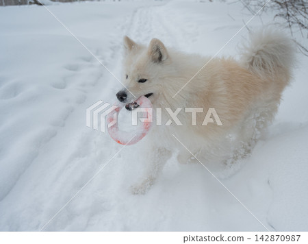 A Samoyed dog plays with a puller on a winter walk. A Samoyed dog plays with a puller on a winter walk. 142870987