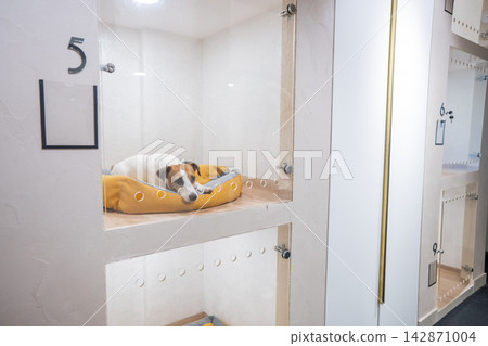 A Jack Russell Terrier in a capsule hotel for pets. The dog is behind a glass door. A Jack Russell Terrier in a capsule hotel for pets. The dog is behind a glass door. 142871004