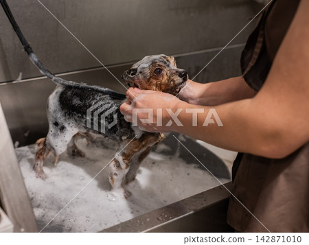 A Yorkshire Terrier in a washroom at a grooming salon. A Yorkshire Terrier in a washroom at a grooming salon. 142871010