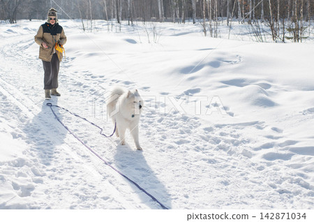 Young woman walking with fluffy samoyed dog in snowy winter park. Young woman walking with fluffy samoyed dog in snowy winter park. 142871034