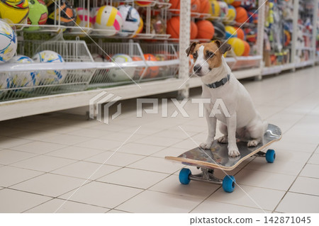 A Jack Russell Terrier rides a longboard at a shopping mall. A Jack Russell Terrier rides a longboard at a shopping mall. 142871045
