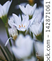 White rain lily flowers 142871061