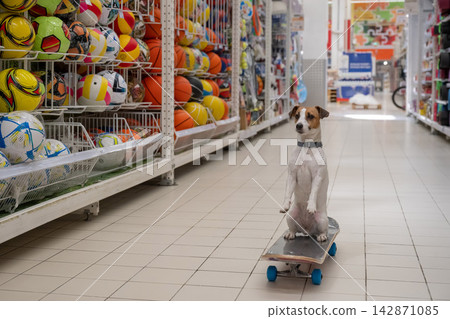A Jack Russell Terrier rides a longboard at a shopping mall. A Jack Russell Terrier rides a longboard at a shopping mall. 142871085