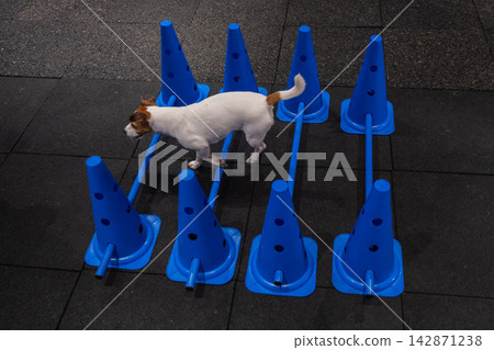 A Jack Russell Terrier jumps over obstacles during an agility lesson. A Jack Russell Terrier jumps over obstacles during an agility lesson. 142871238