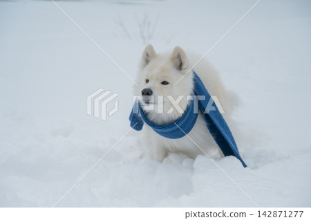 A Samoyed dog wearing a knitted scarf takes a walk in winter. A Samoyed dog wearing a knitted scarf takes a walk in winter. 142871277