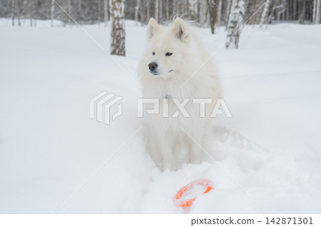 A Samoyed dog plays with a puller on a winter walk. A Samoyed dog plays with a puller on a winter walk. 142871301