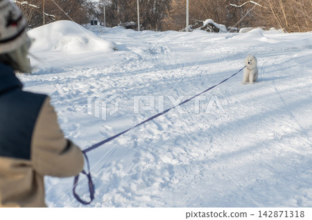 Young woman walking with fluffy samoyed dog in snowy winter park. Young woman walking with fluffy samoyed dog in snowy winter park. 142871318