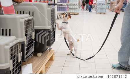 A Jack Russell Terrier chooses a travel box at a shopping mall. A Jack Russell Terrier chooses a travel box at a shopping mall. 142871342