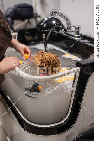 A cute poodle takes a bath in a grooming salon. A cute poodle takes a bath in a grooming salon. 142871383