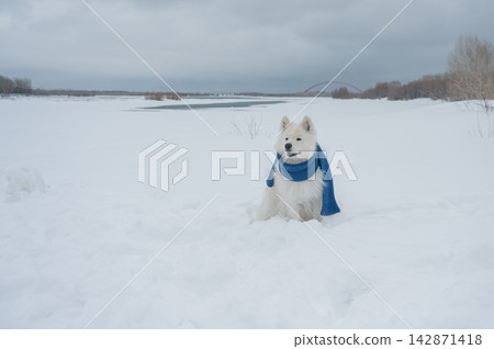 A Samoyed dog wearing a knitted scarf takes a walk in winter. A Samoyed dog wearing a knitted scarf takes a walk in winter. 142871418