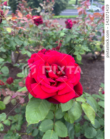 Vibrant red rose with water droplets blooming in a garden Vibrant red rose with water droplets blooming in a garden 142871419
