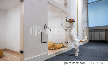 Jack Russell Terrier dog in a capsule hotel for pets. Jack Russell Terrier dog in a capsule hotel for pets. 142871420