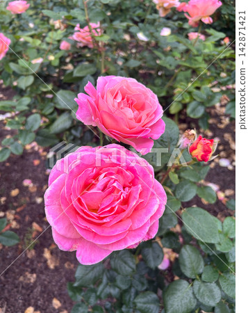 Pink roses blooming in a garden bush Pink roses blooming in a garden bush 142871421