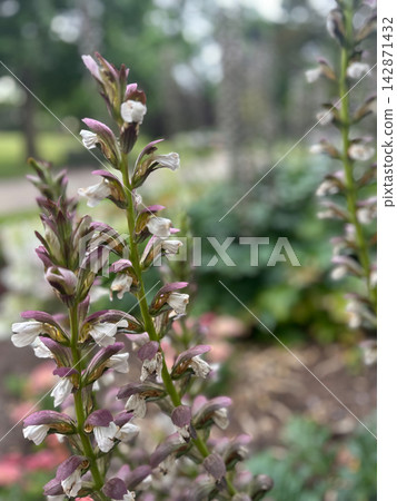 Purple and white Acanthus flowers blooming in a garden Purple and white Acanthus flowers blooming in a garden 142871432