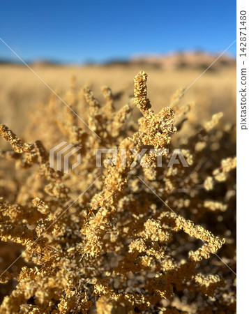 Sunlit golden desert plant with blurred landscape background Sunlit golden desert plant with blurred landscape background 142871480