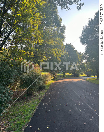 Sunlit suburban driveway with trees and bushes in early autumn Sunlit suburban driveway with trees and bushes in early autumn 142871520