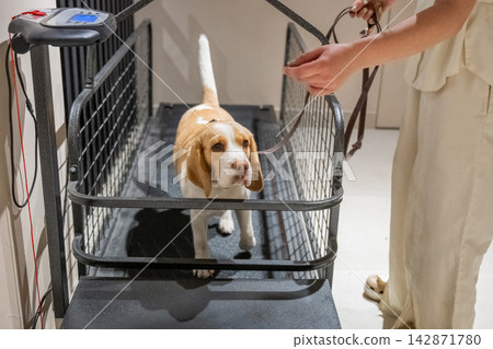 A Beagle on a treadmill. Pet rehabilitation. 142871780