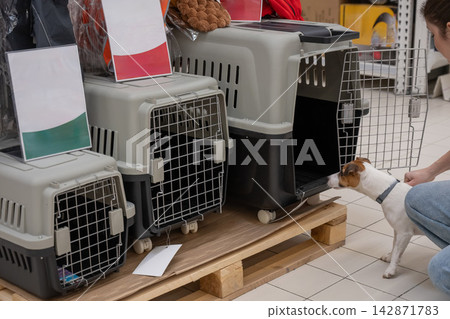 A Jack Russell Terrier chooses a travel box at a shopping mall. A Jack Russell Terrier chooses a travel box at a shopping mall. 142871783