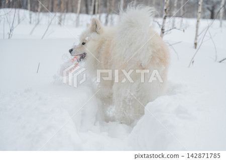 A Samoyed dog plays with a puller on a winter walk. A Samoyed dog plays with a puller on a winter walk. 142871785