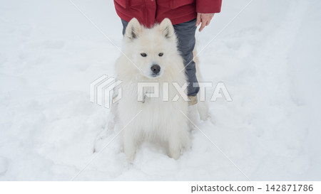 Happy samoyed dog smiling in winter snow Happy samoyed dog smiling in winter snow 142871786