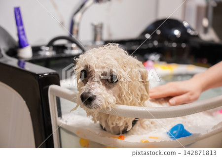 A dog in a washroom at a grooming salon. Pet spa.  142871813