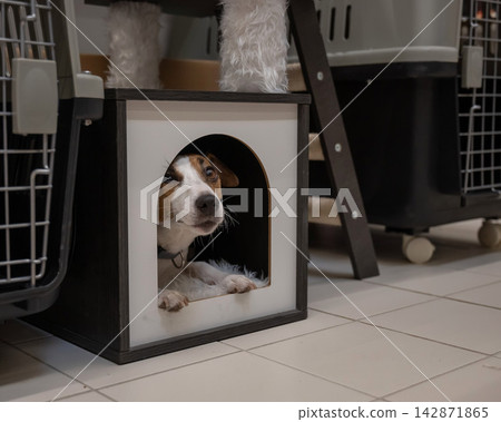 A Jack Russell Terrier peeks out from its house. A Jack Russell Terrier peeks out from its house. 142871865